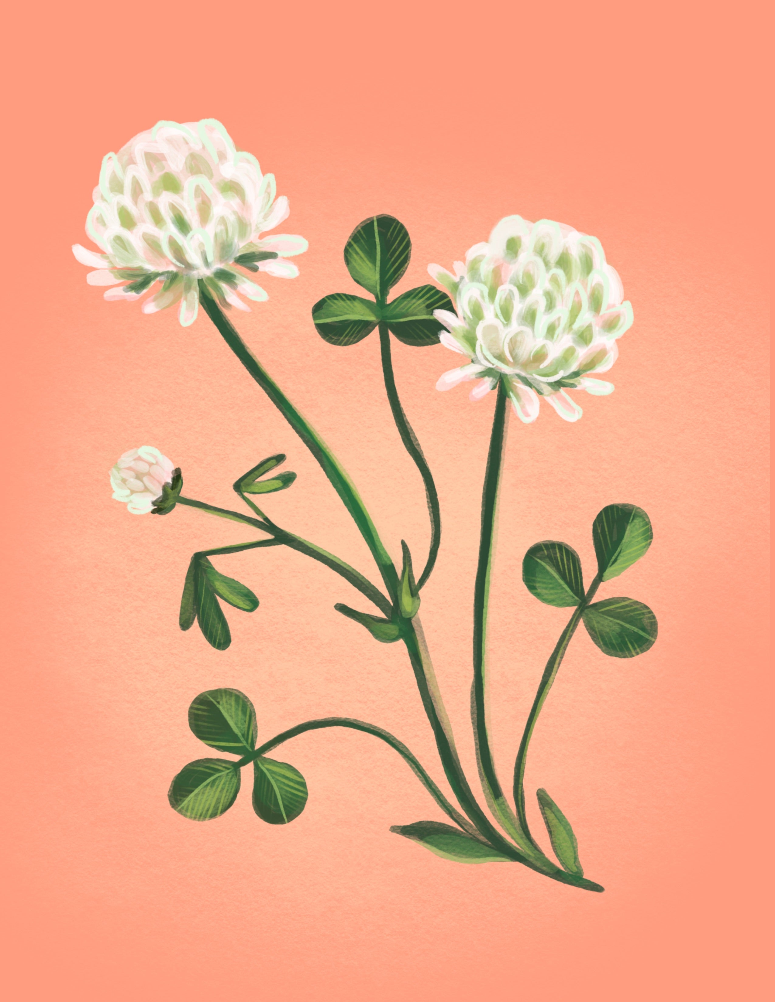 Clover