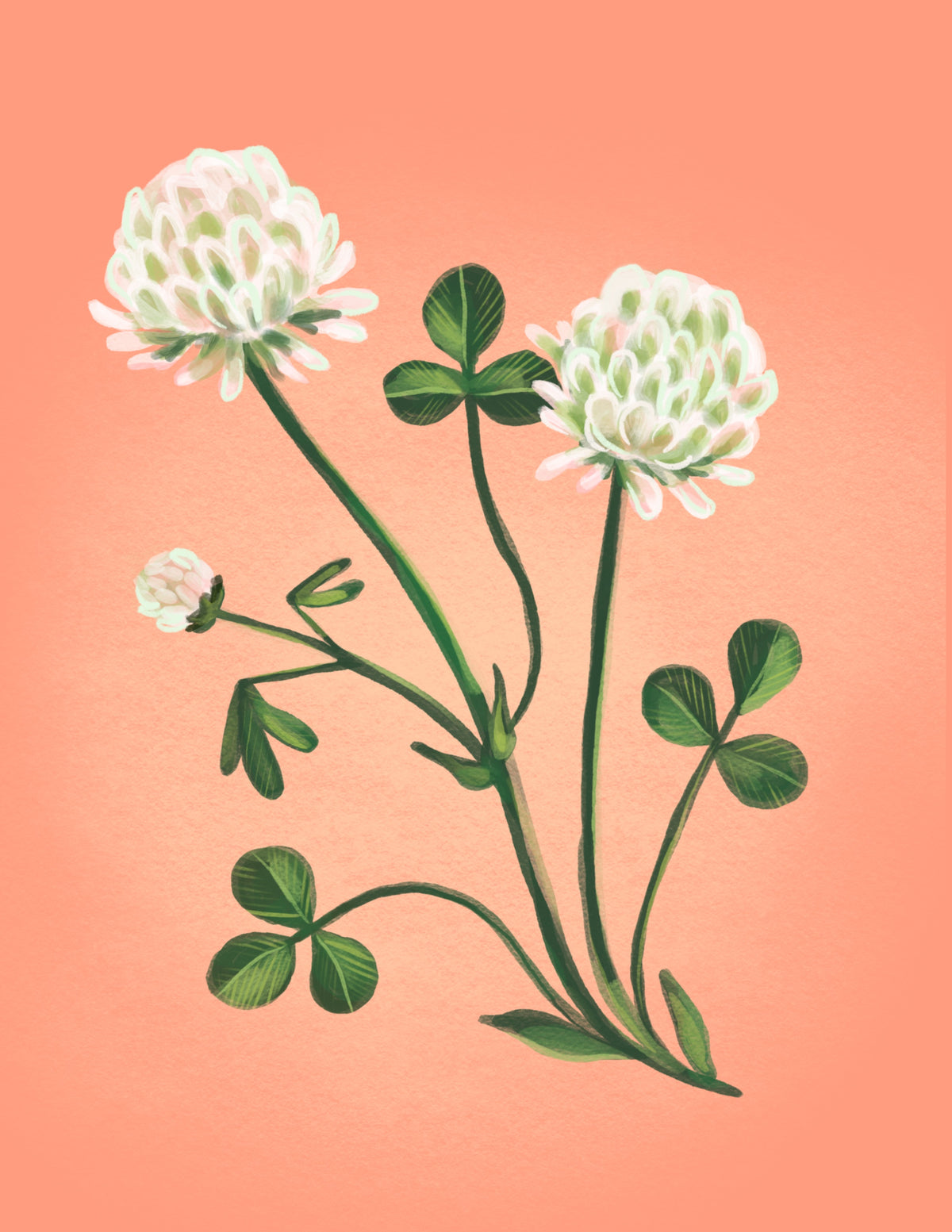 Clover