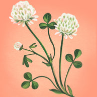 Clover