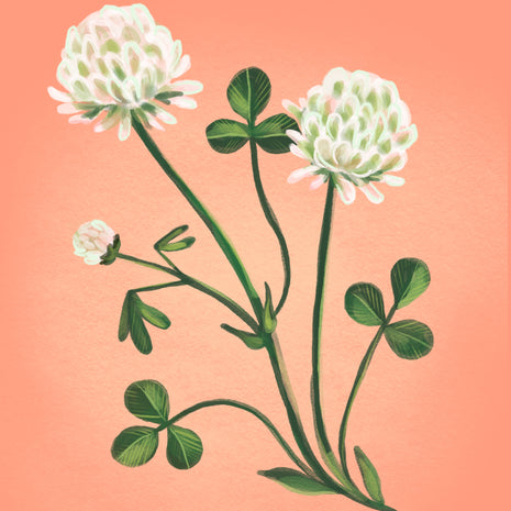 Clover