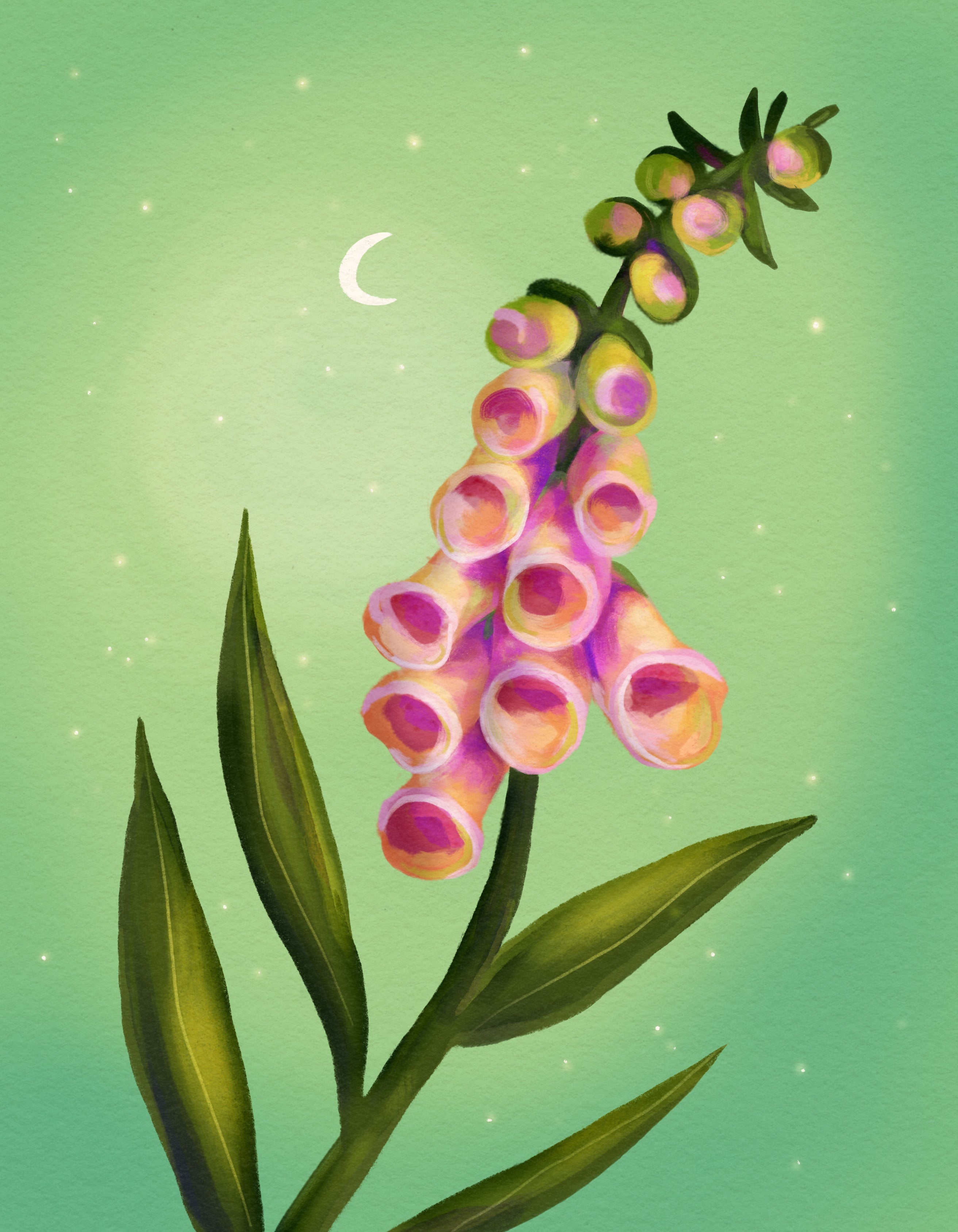 Foxglove Dreams