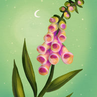 Foxglove Dreams