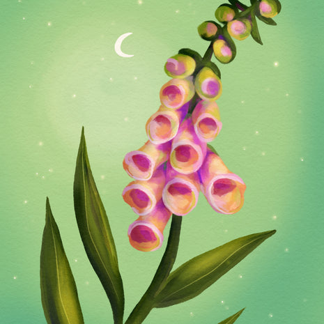 Foxglove Dreams